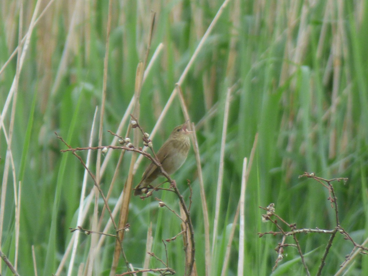 River Warbler - R Gardner