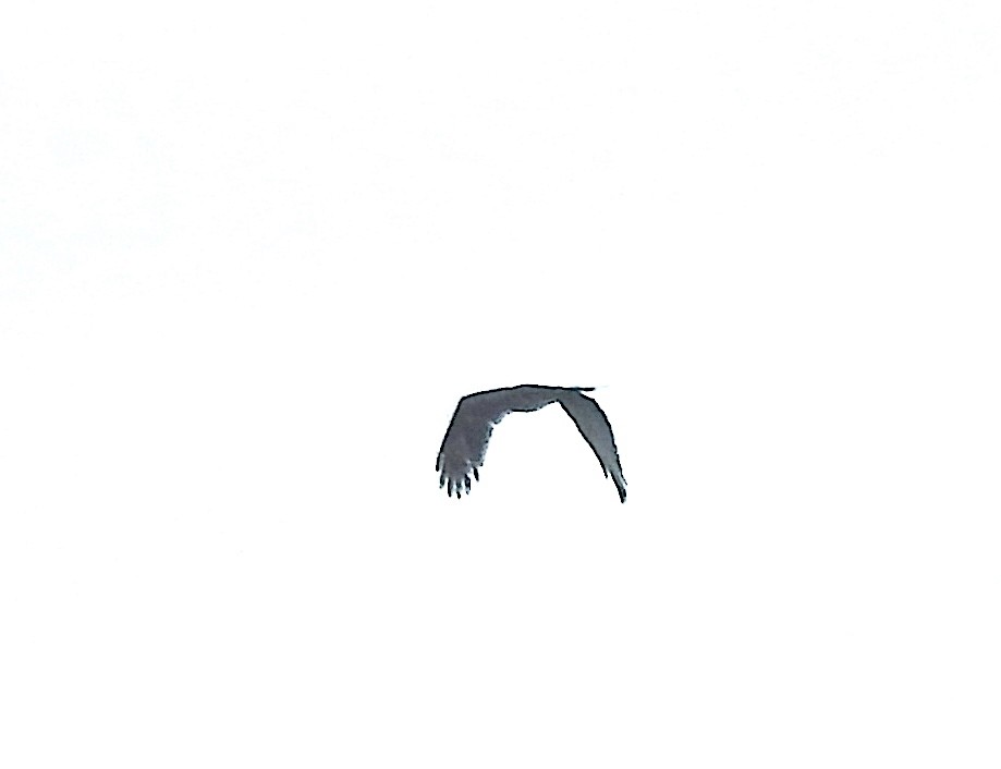 Accipitridae sp. (eagle sp.) - ML393193821