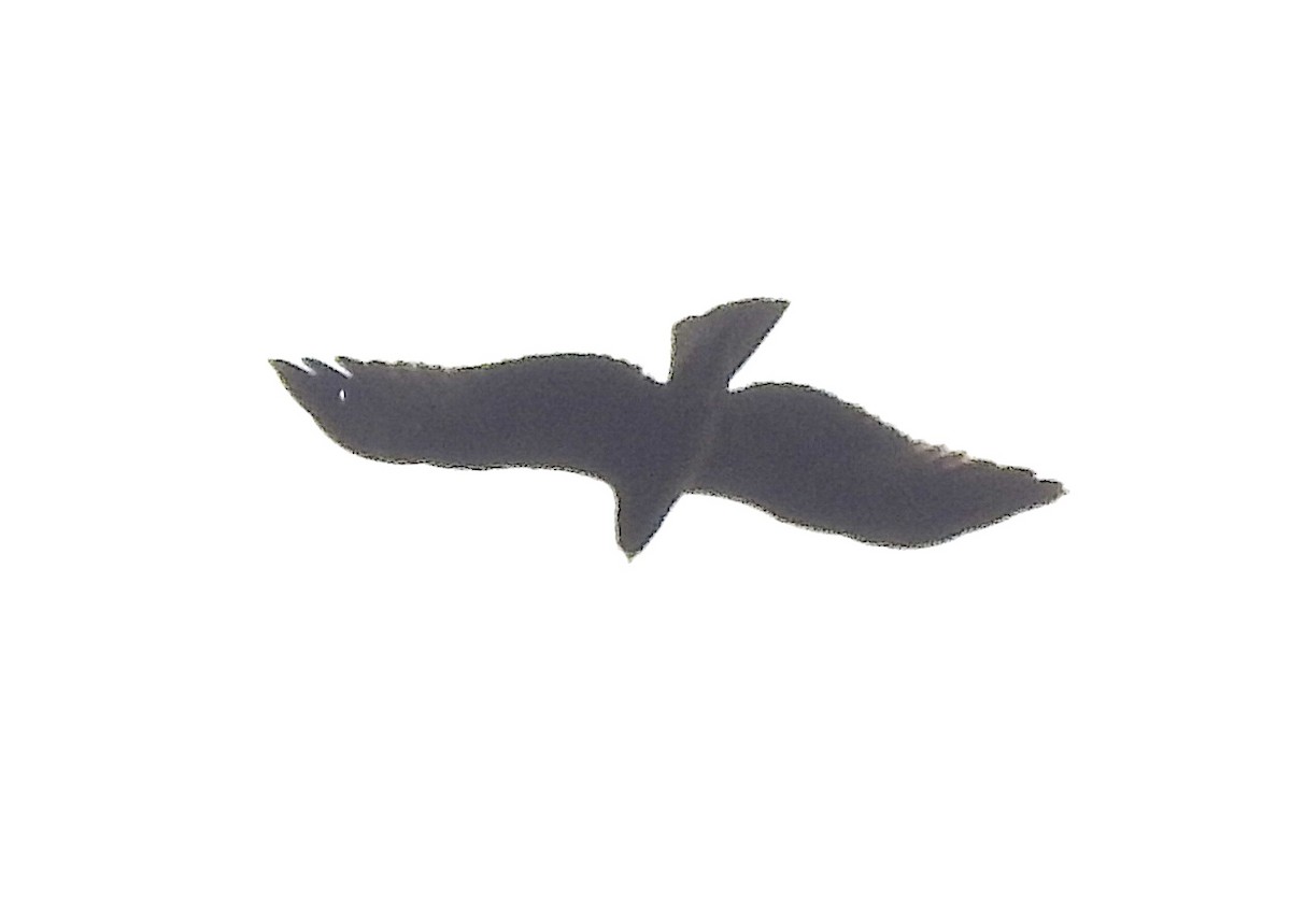 Accipitridae sp. (eagle sp.) - ML393194701