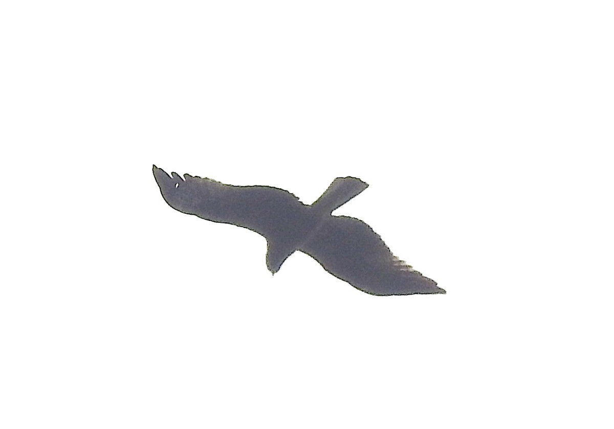 Accipitridae sp. (tipo águila) - ML393194711