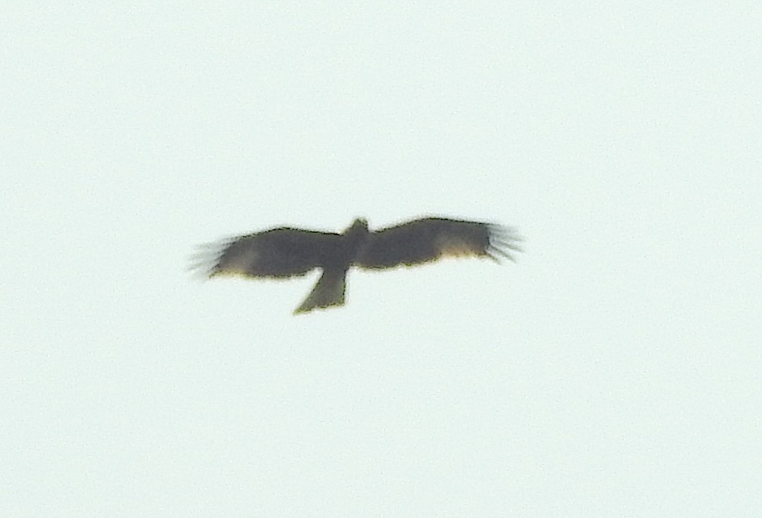 Accipitridae sp. (tipo águila) - ML393194731