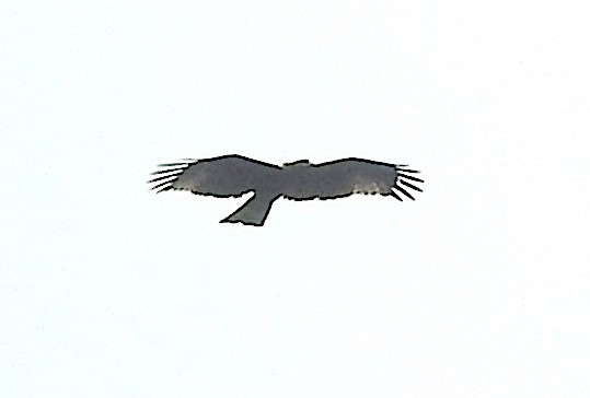 Accipitridae sp. (eagle sp.) - ML393194771