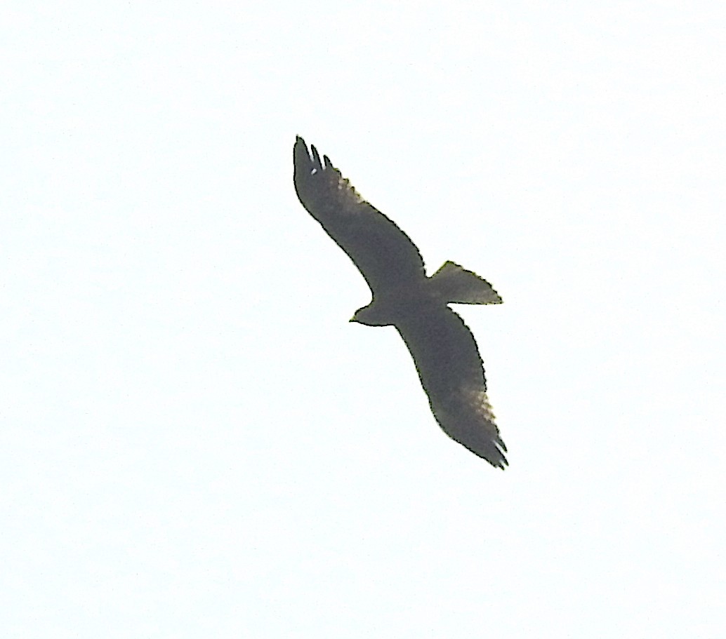 Accipitridae sp. (tipo águila) - ML393194791