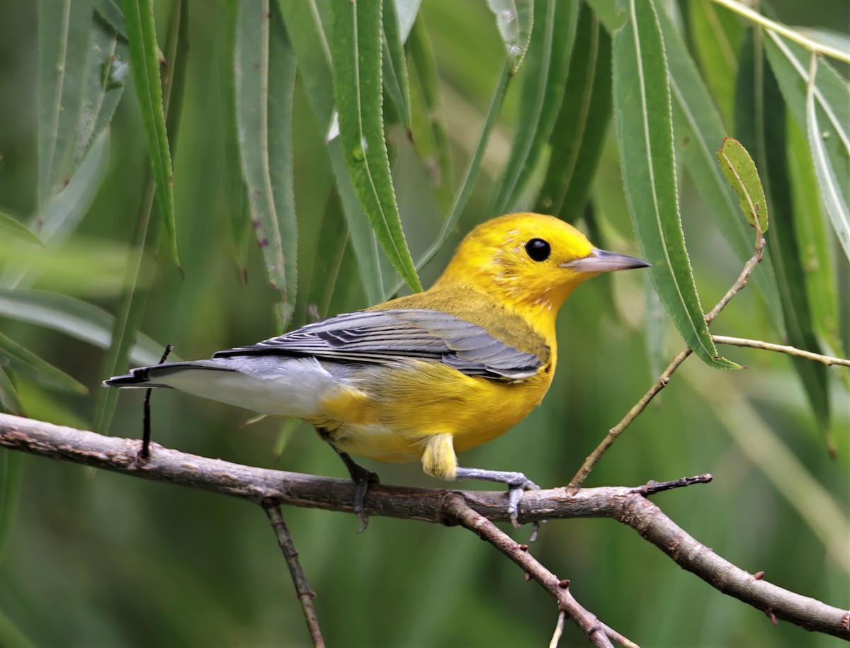 Prothonotary Warbler - ML393195041