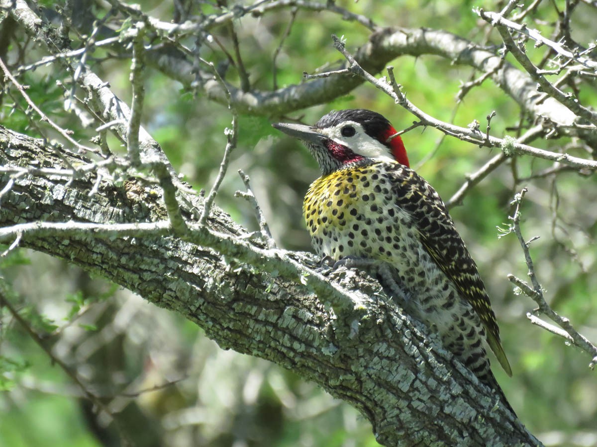 Green-barred Woodpecker - ML39319531