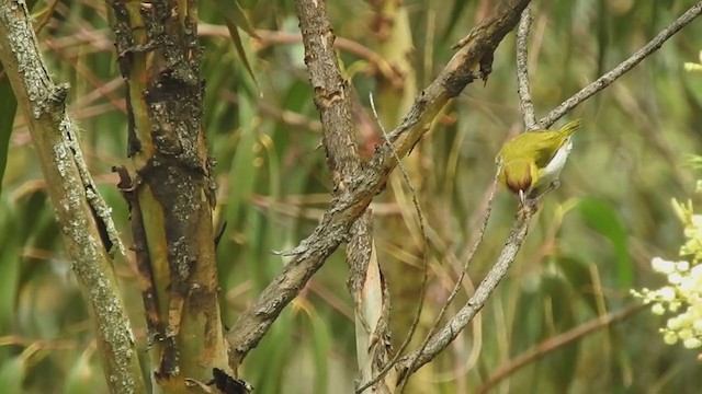 Kızıl Kaşlı Koca Vireo - ML393196571