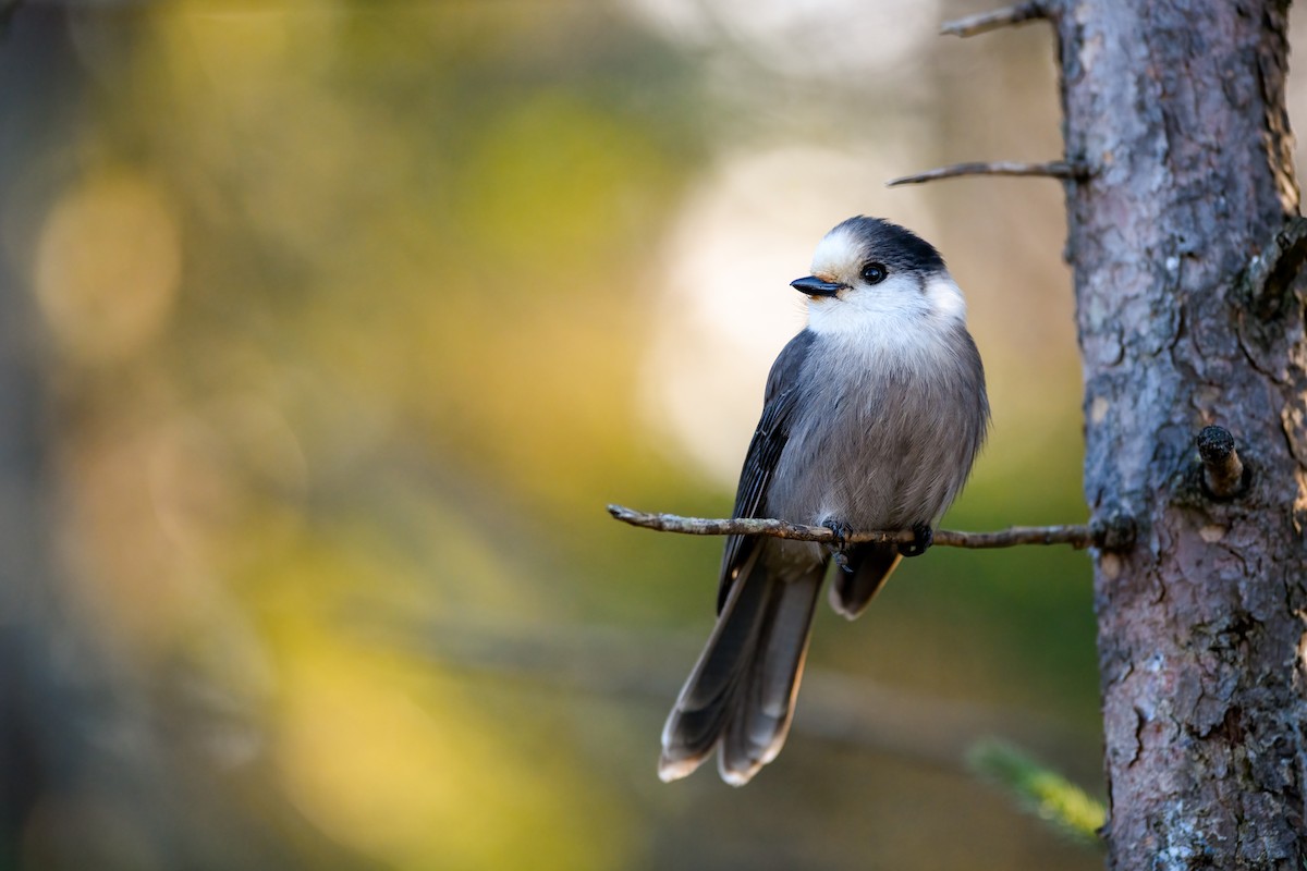 Canada Jay - ML393197071