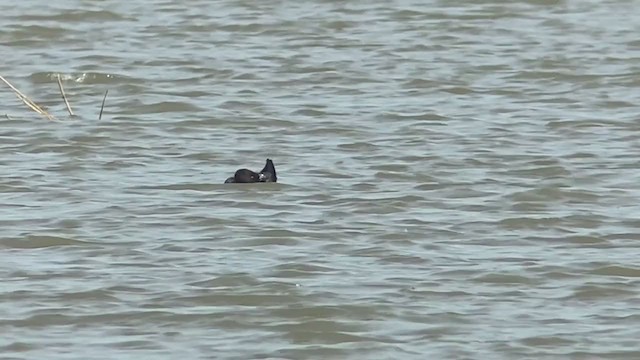 Greater Scaup - ML393198991