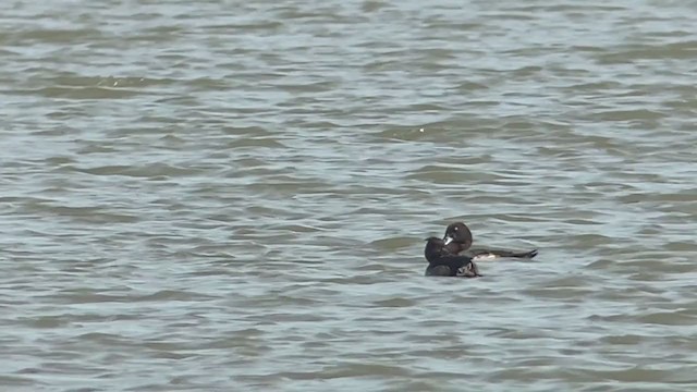 Greater Scaup - ML393199001