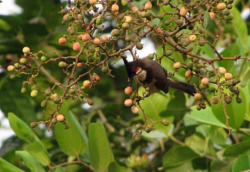 Red-whiskered Bulbul - ML39319901