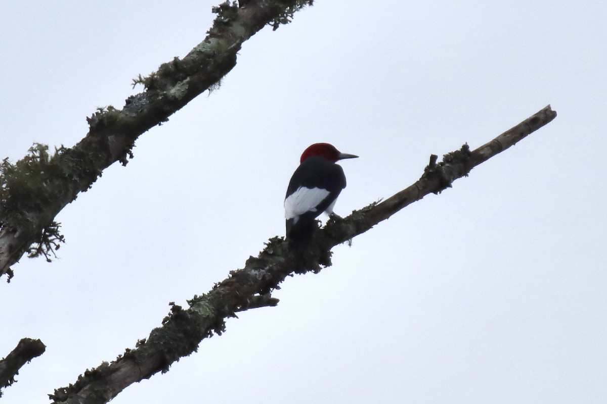 Red-headed Woodpecker - ML393199371
