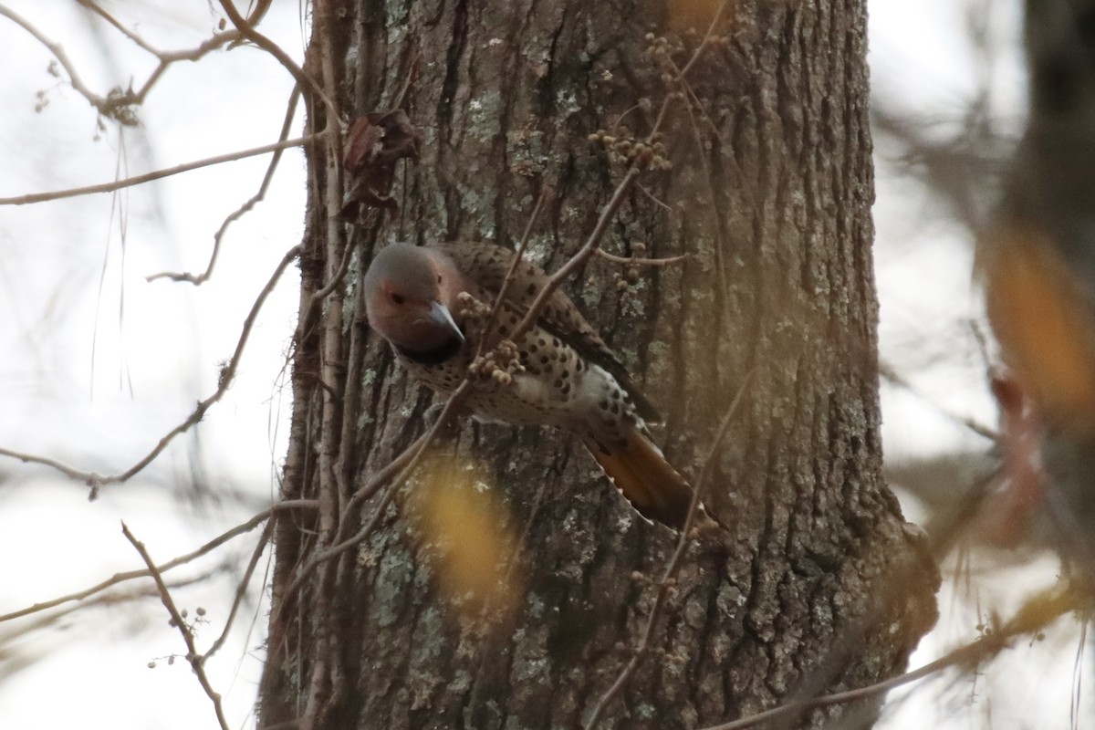Northern Flicker - ML393199391