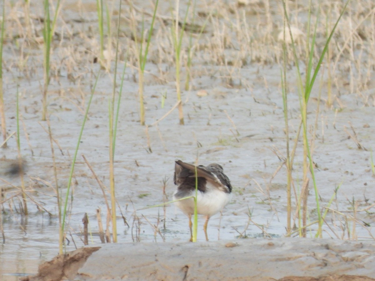 Common Sandpiper - ML393199461