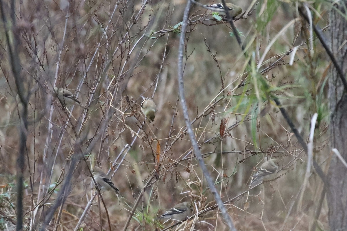 American Goldfinch - ML393199641