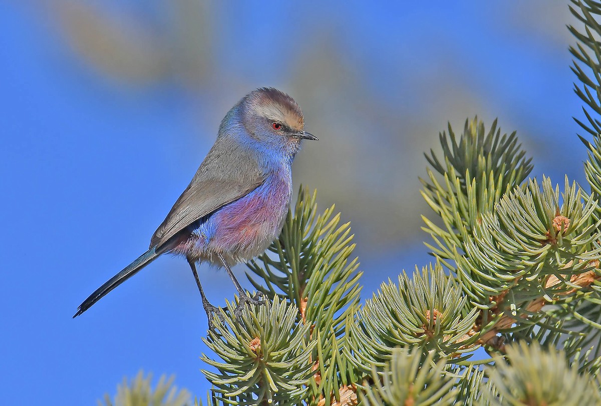 White-browed Tit-Warbler - ML393201851