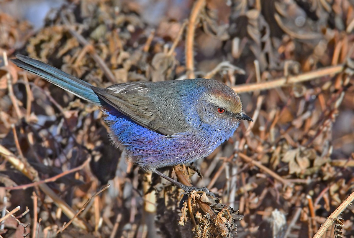 White-browed Tit-Warbler - ML393201901