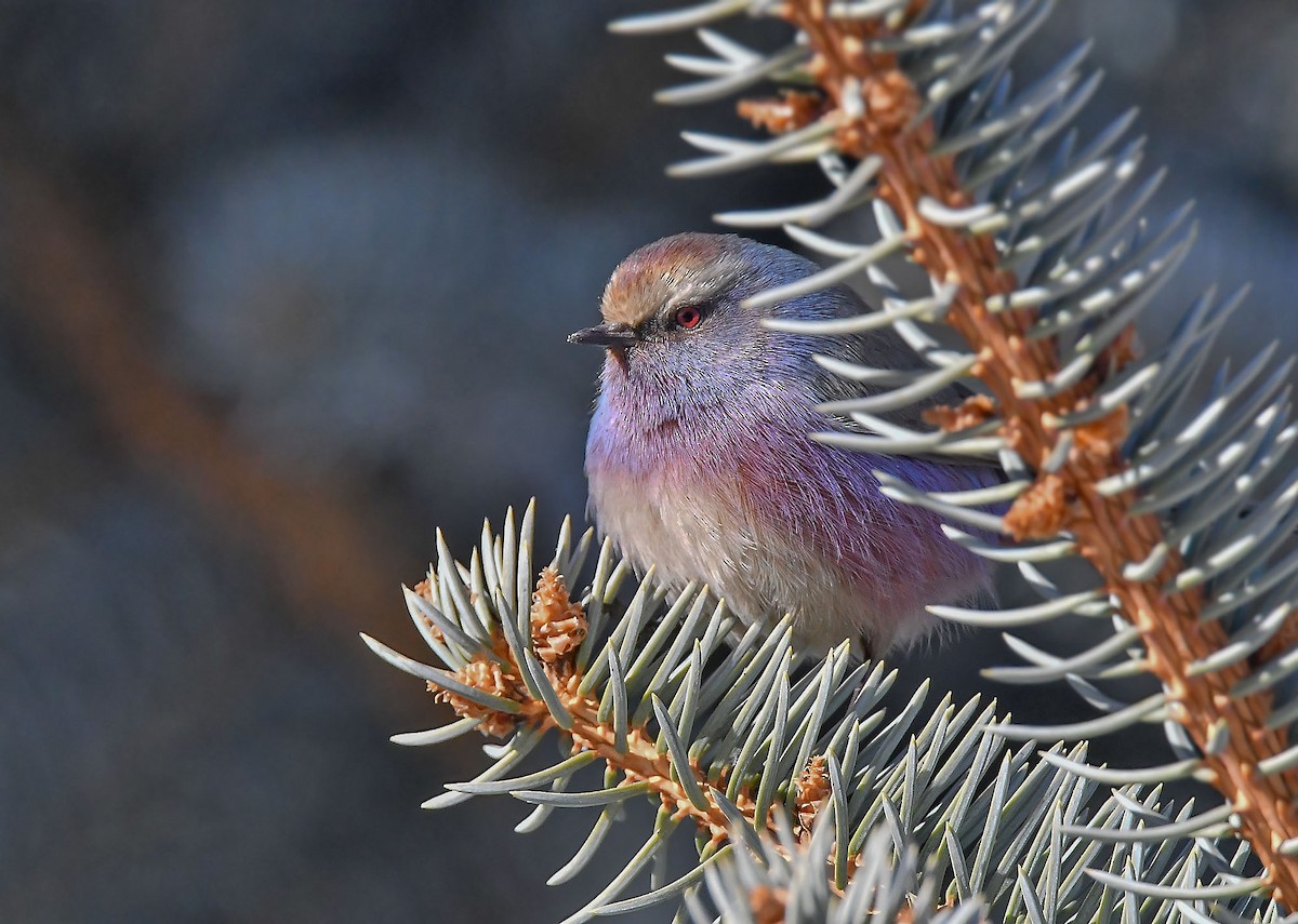 White-browed Tit-Warbler - ML393201931