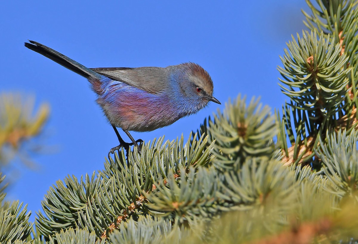 White-browed Tit-Warbler - ML393201941