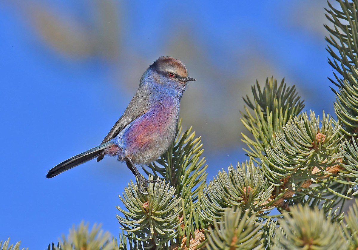 White-browed Tit-Warbler - ML393201951