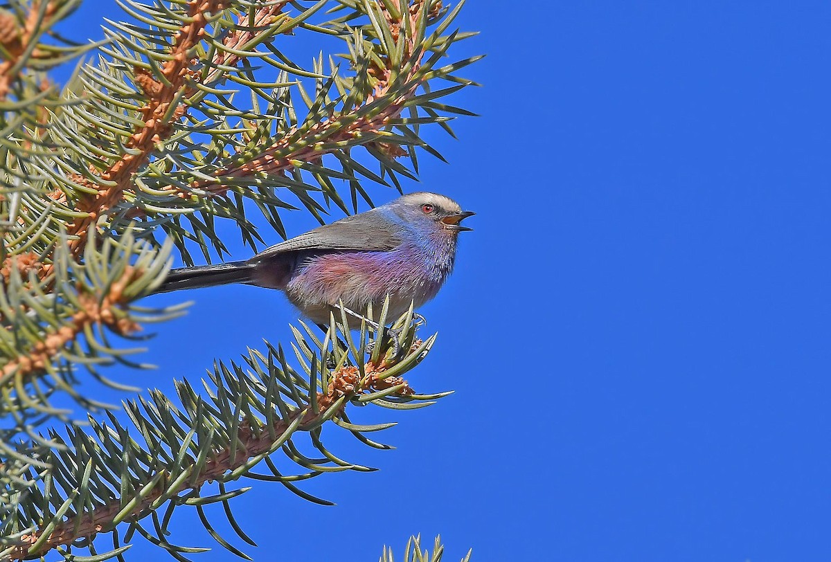 White-browed Tit-Warbler - ML393201981