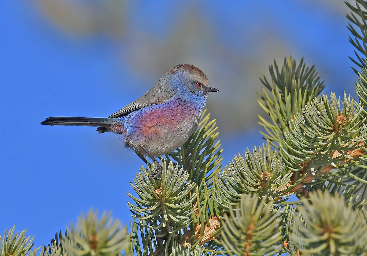 White-browed Tit-Warbler - ML393202021