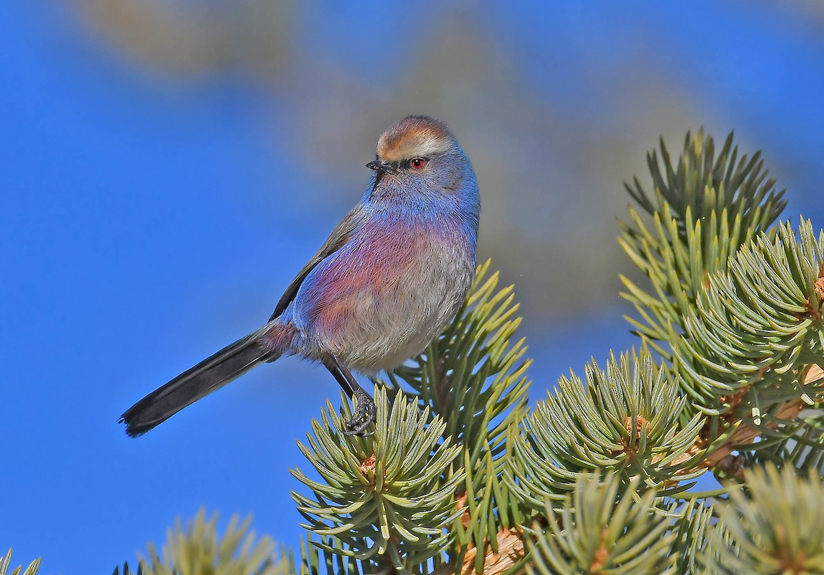 White-browed Tit-Warbler - ML393202031