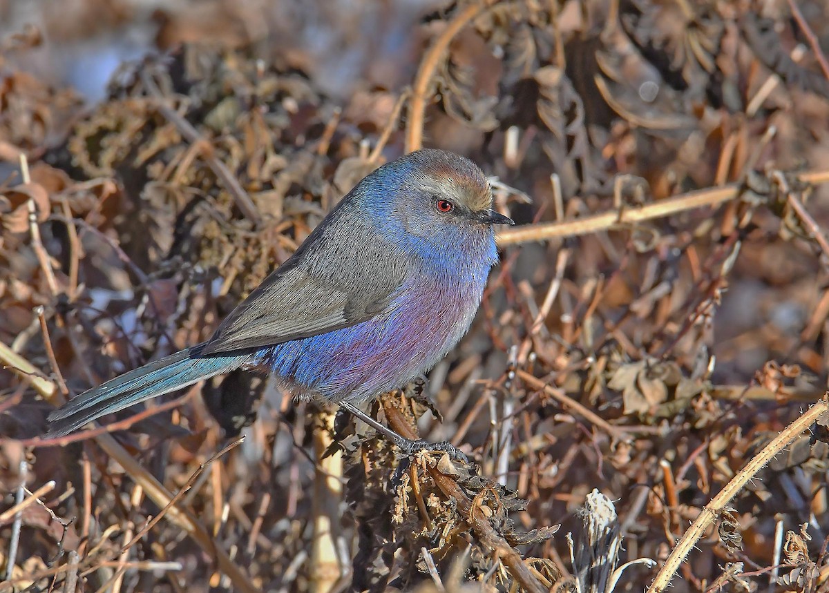 White-browed Tit-Warbler - ML393202051