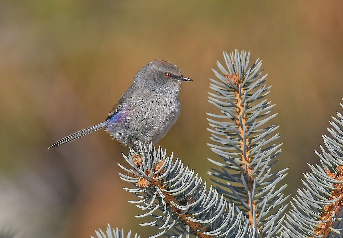 White-browed Tit-Warbler - ML393202101
