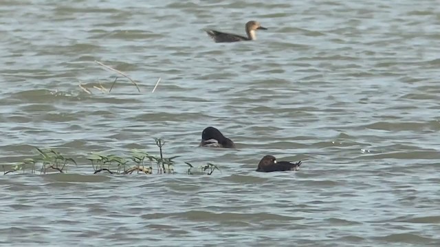 Greater Scaup - ML393202291