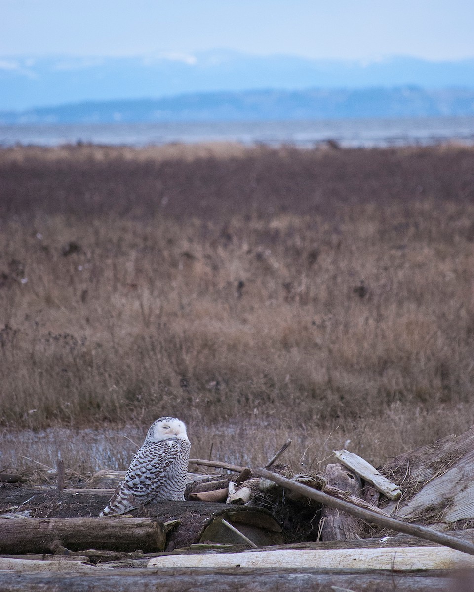 Snowy Owl - Graham Gerdeman