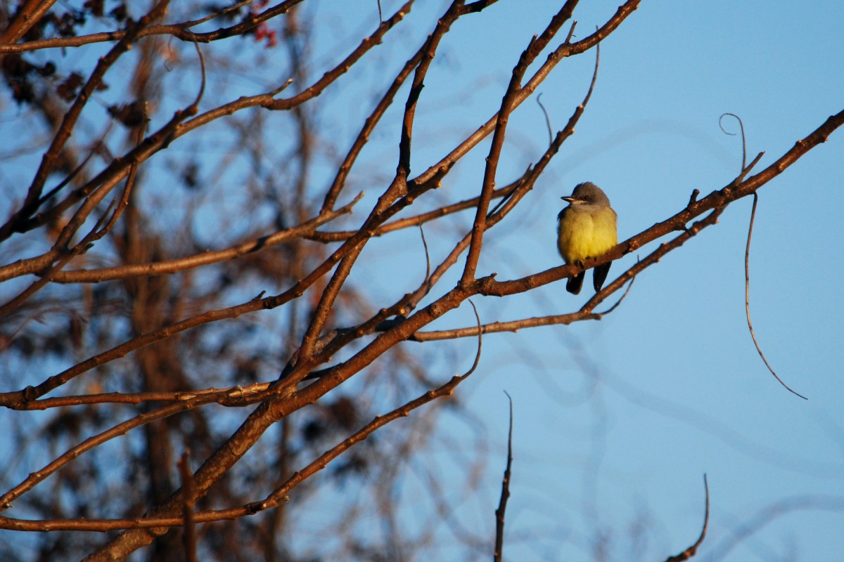 Cassin's Kingbird - Kyle Wilmarth