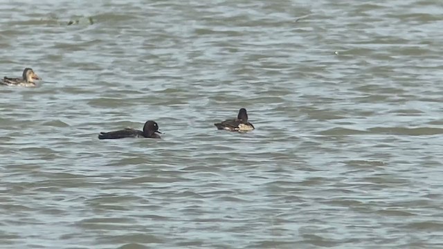 Greater Scaup - ML393204101