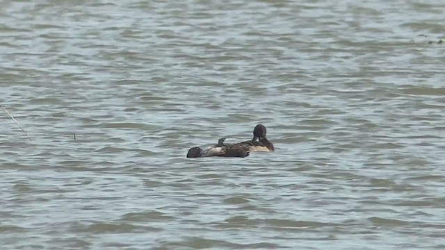 Greater Scaup - ML393204311