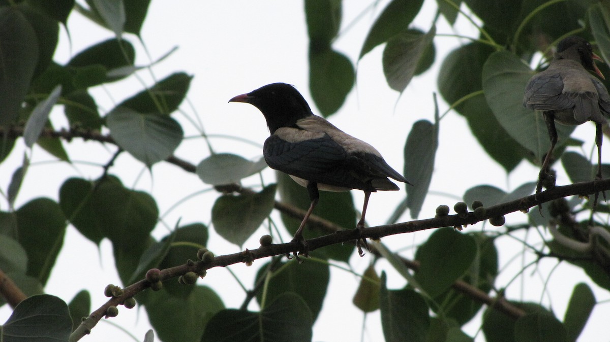 Rosy Starling - ML39320561