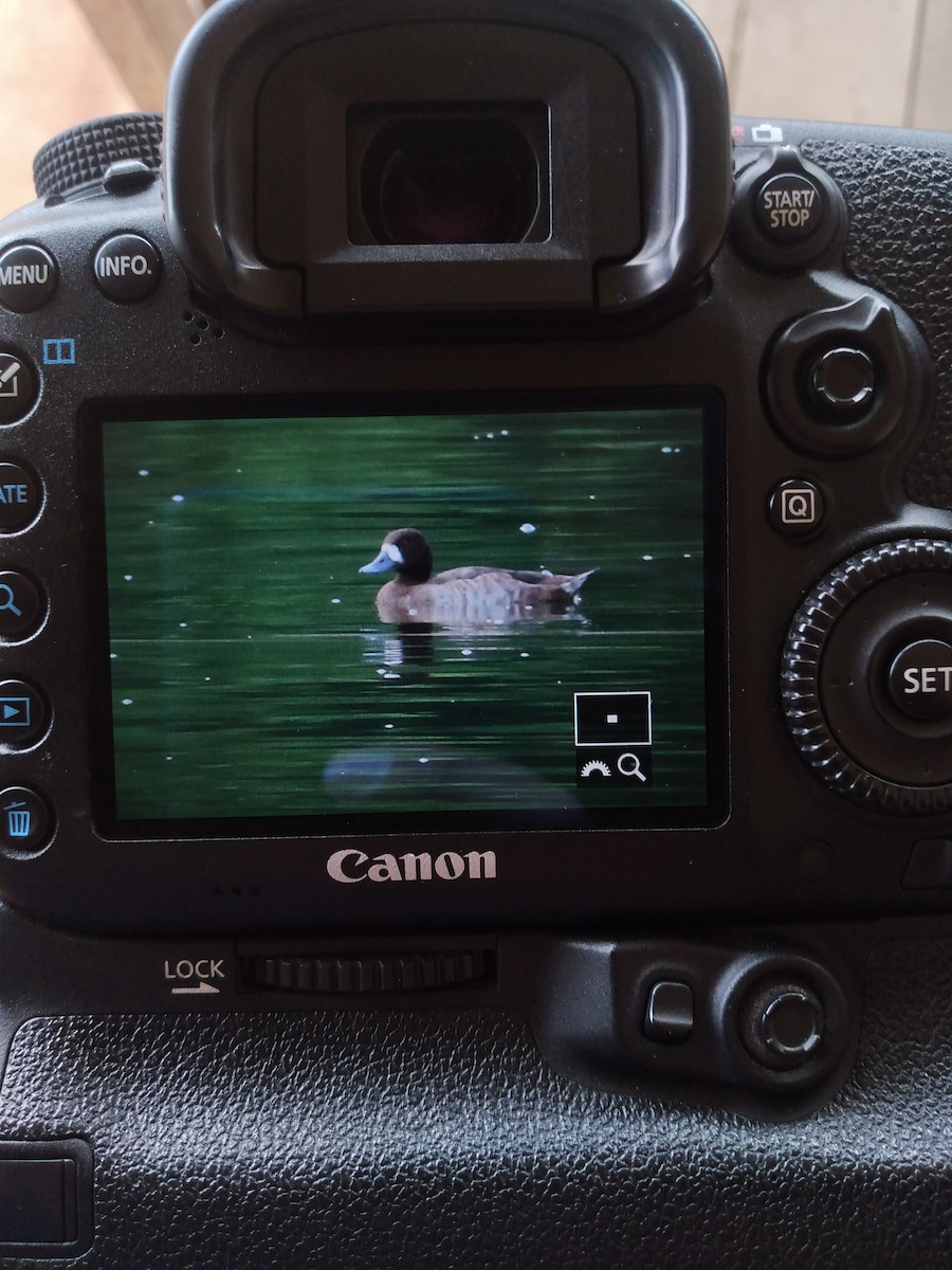 Lesser Scaup - ML393205651