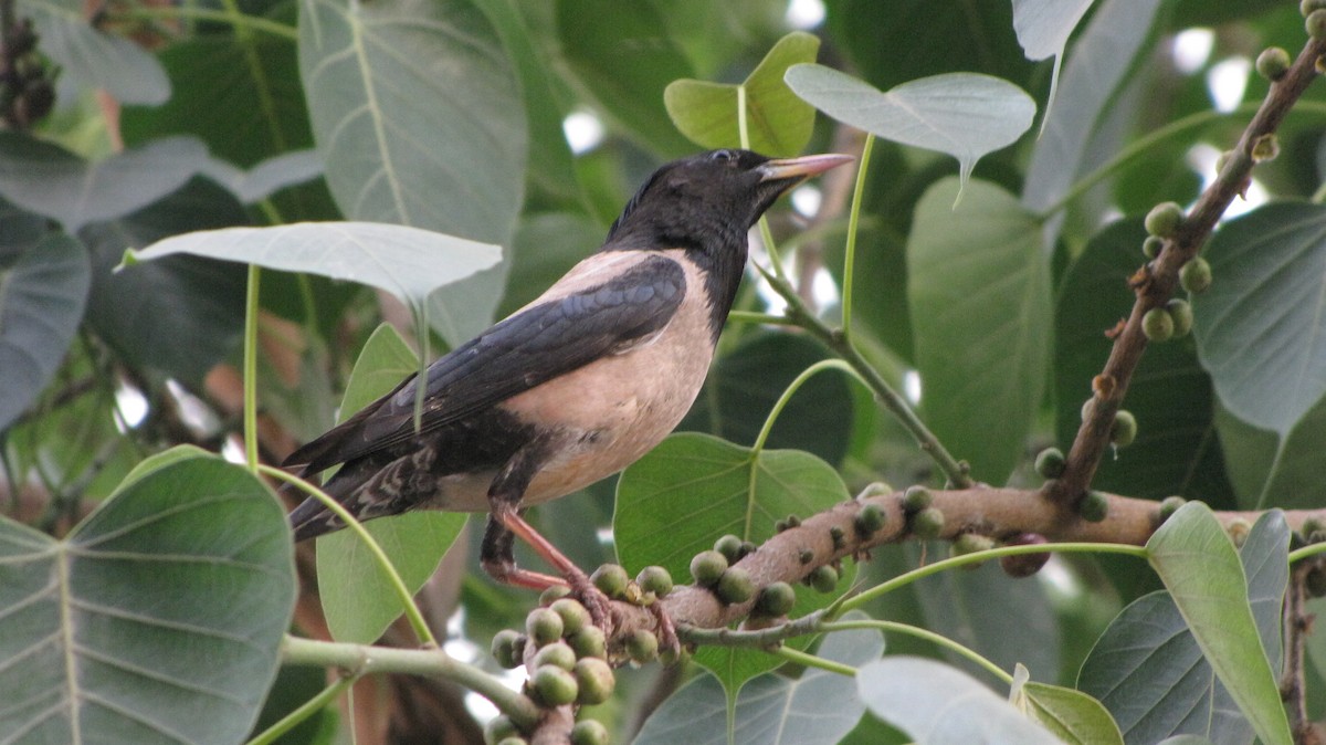 Rosy Starling - ML39320571