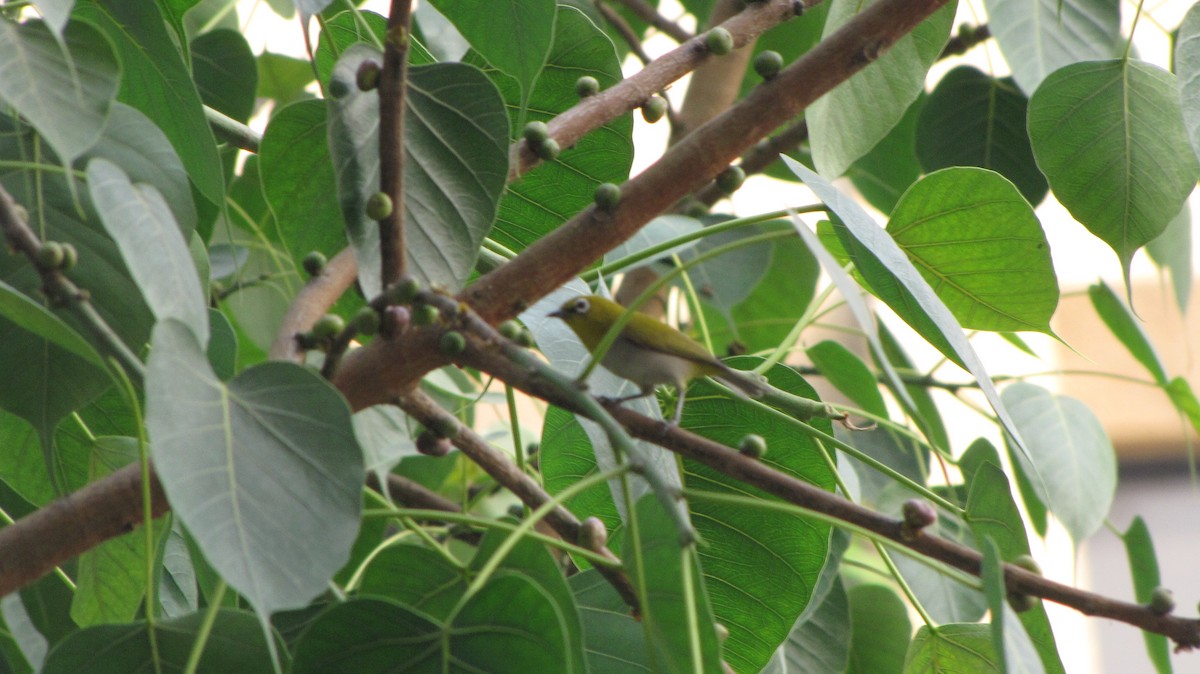 Indian White-eye - Ramit Singal