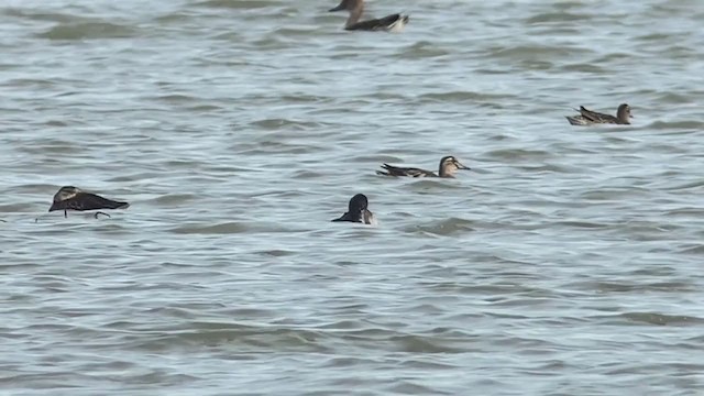 Greater Scaup - ML393206371