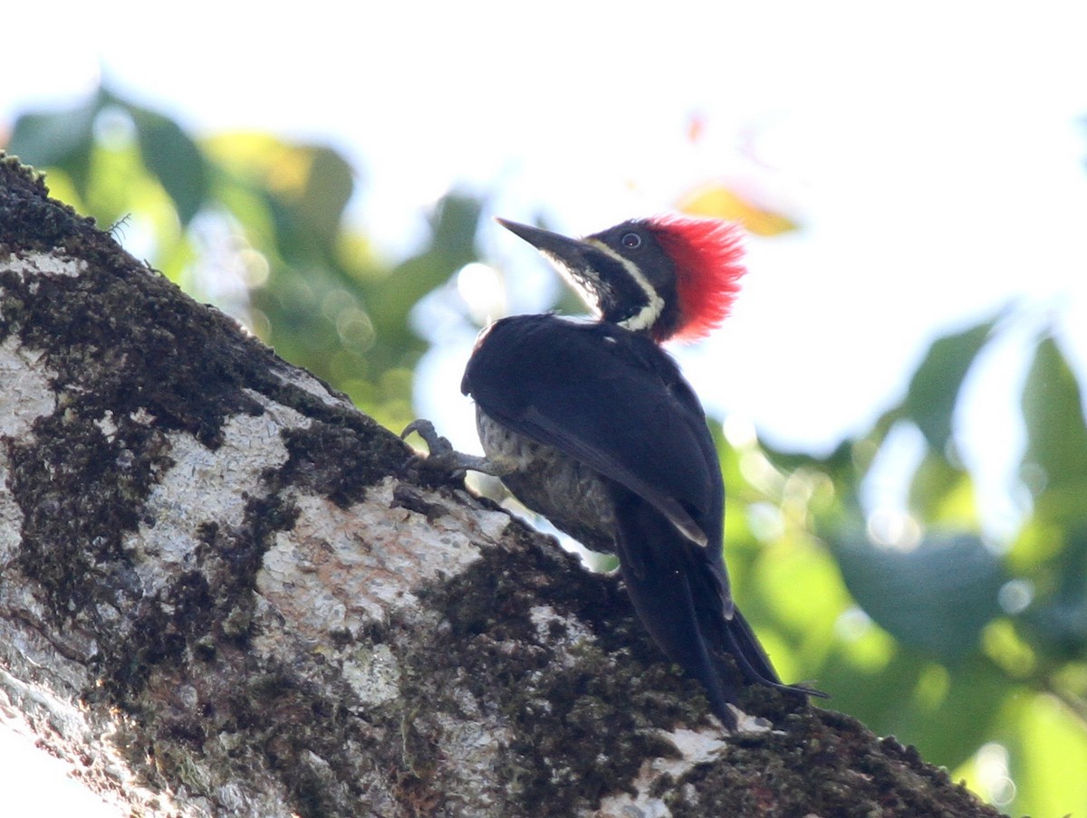 Lineated Woodpecker - ML39320661