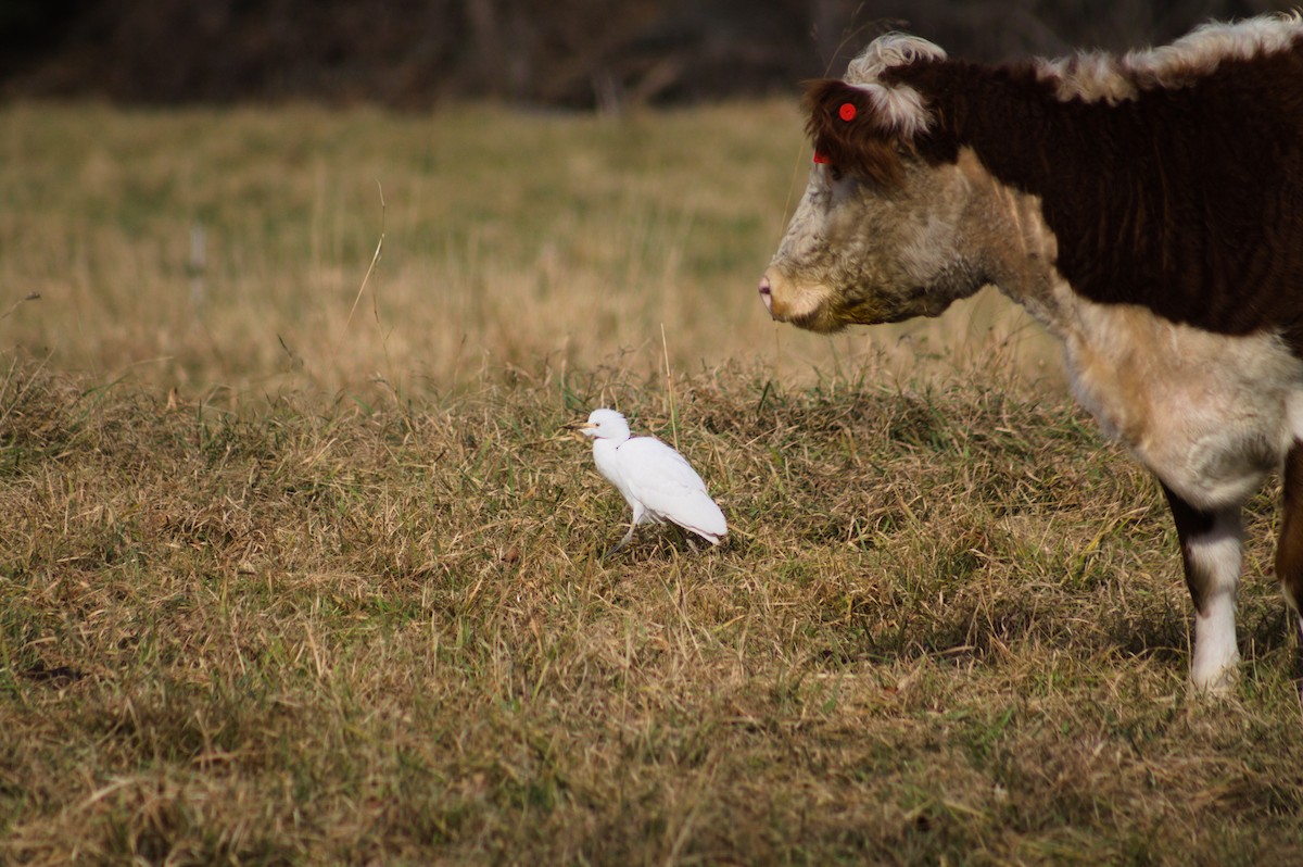 Western Cattle Egret - ML393209841