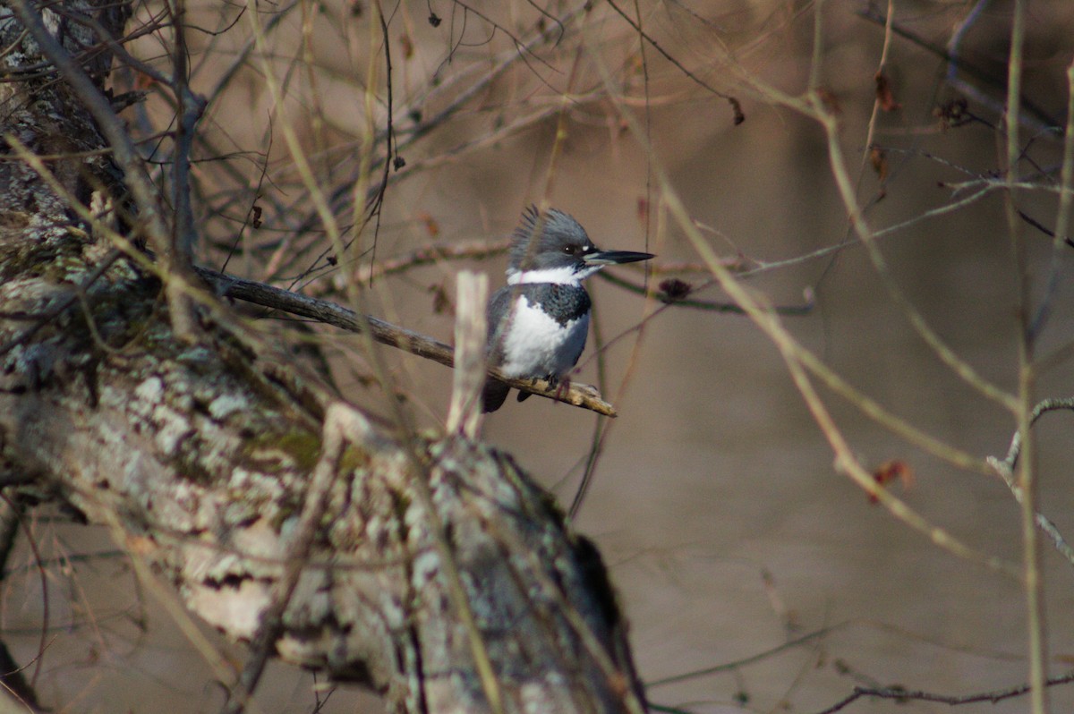 Belted Kingfisher - ML393210051