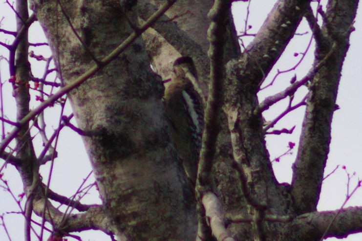 Yellow-bellied Sapsucker - ML393210501