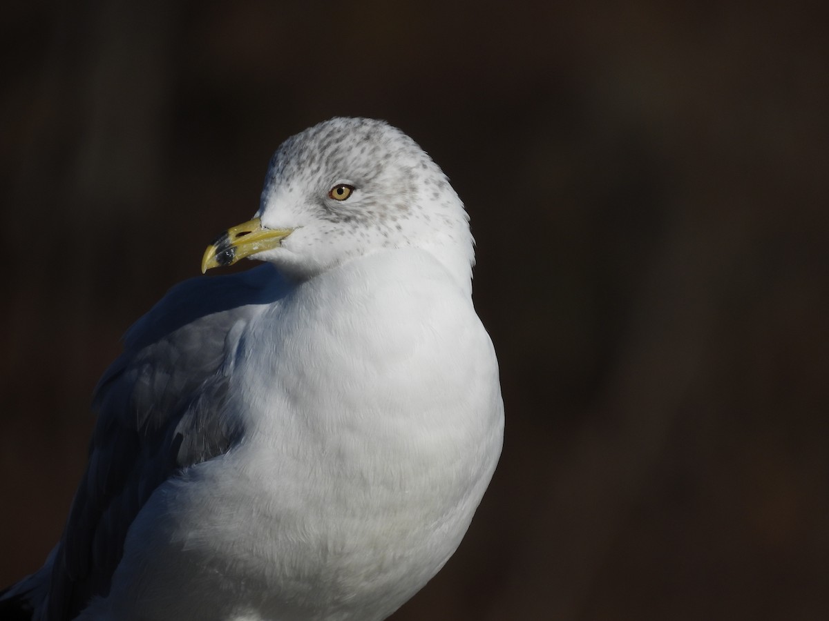 Ring-billed Gull - Isaac Smith