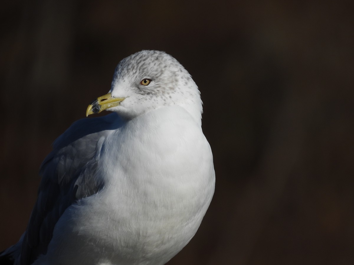 Ring-billed Gull - ML393210641