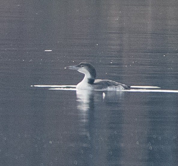 Common Loon - ML393211911