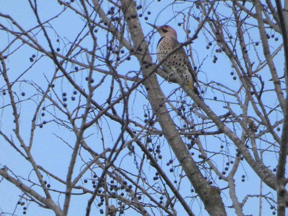 Northern Flicker - ML393212371