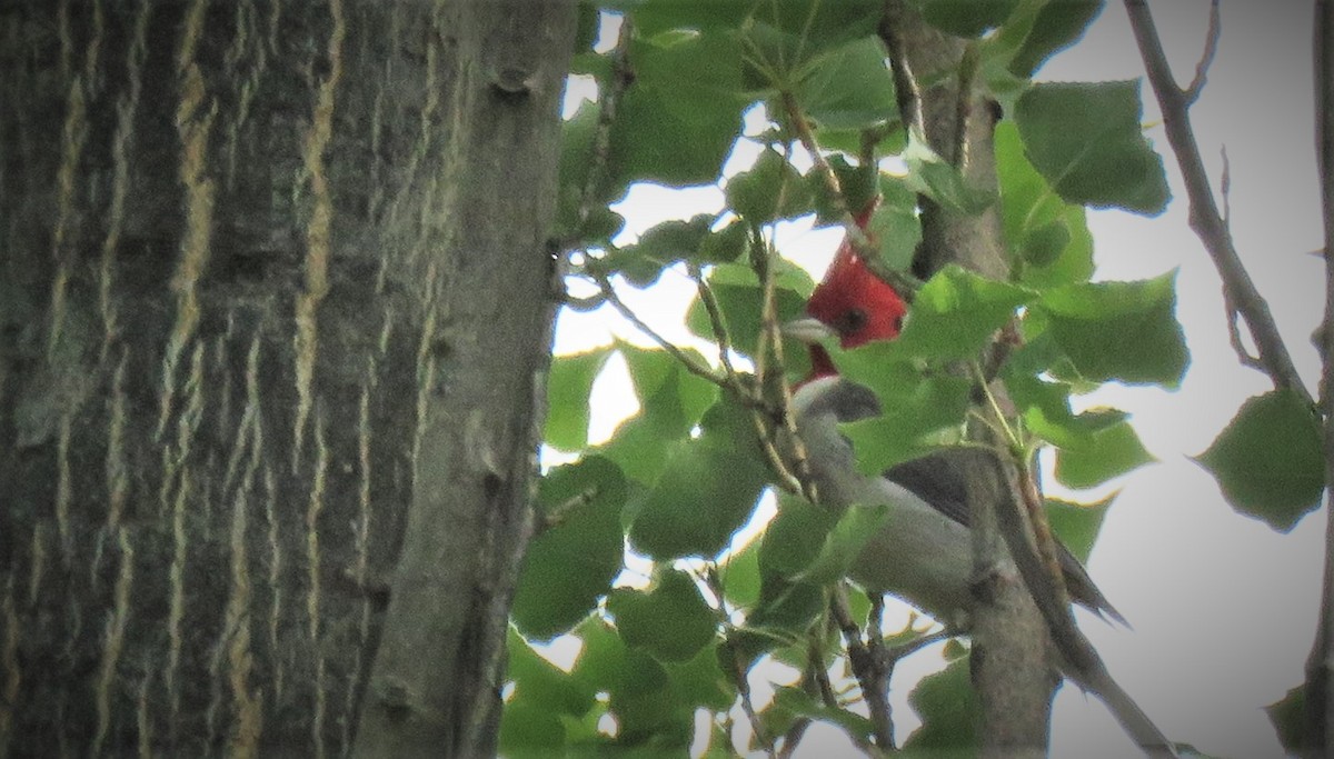 Red-crested Cardinal - ML393215001