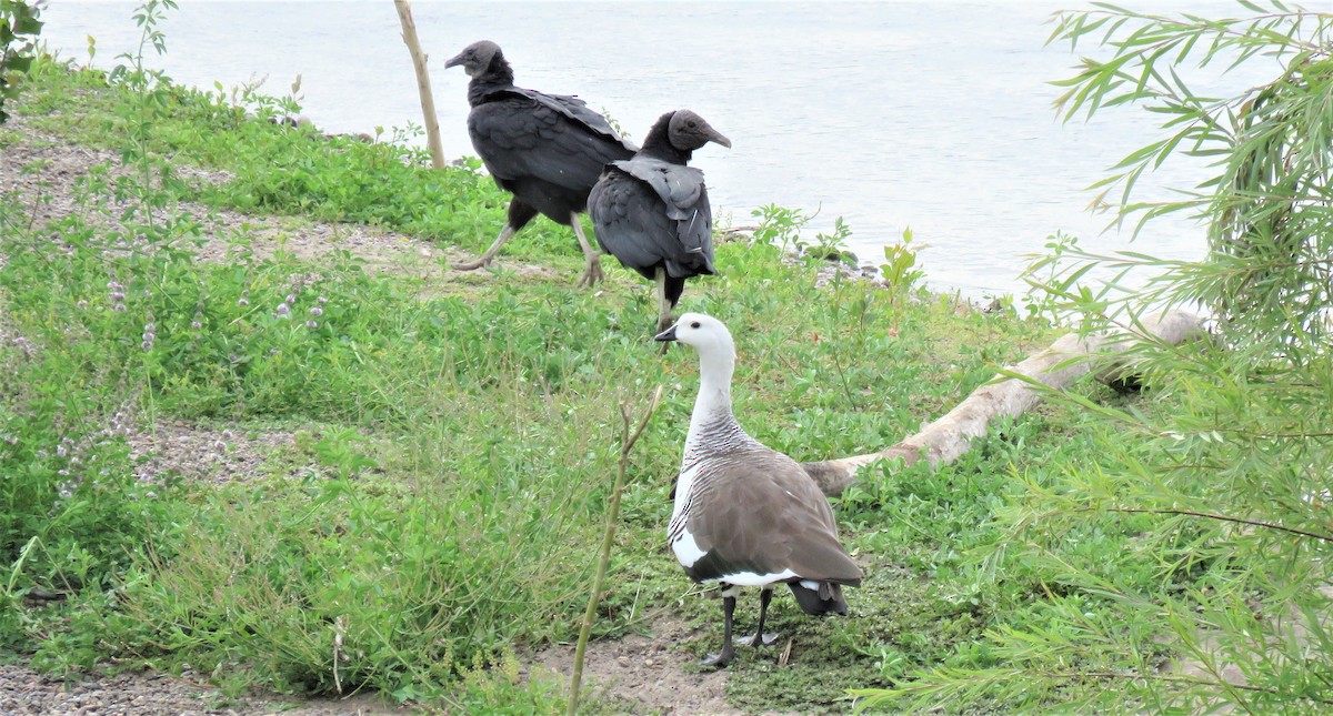 Upland Goose - Alma Carolina Perazzoli