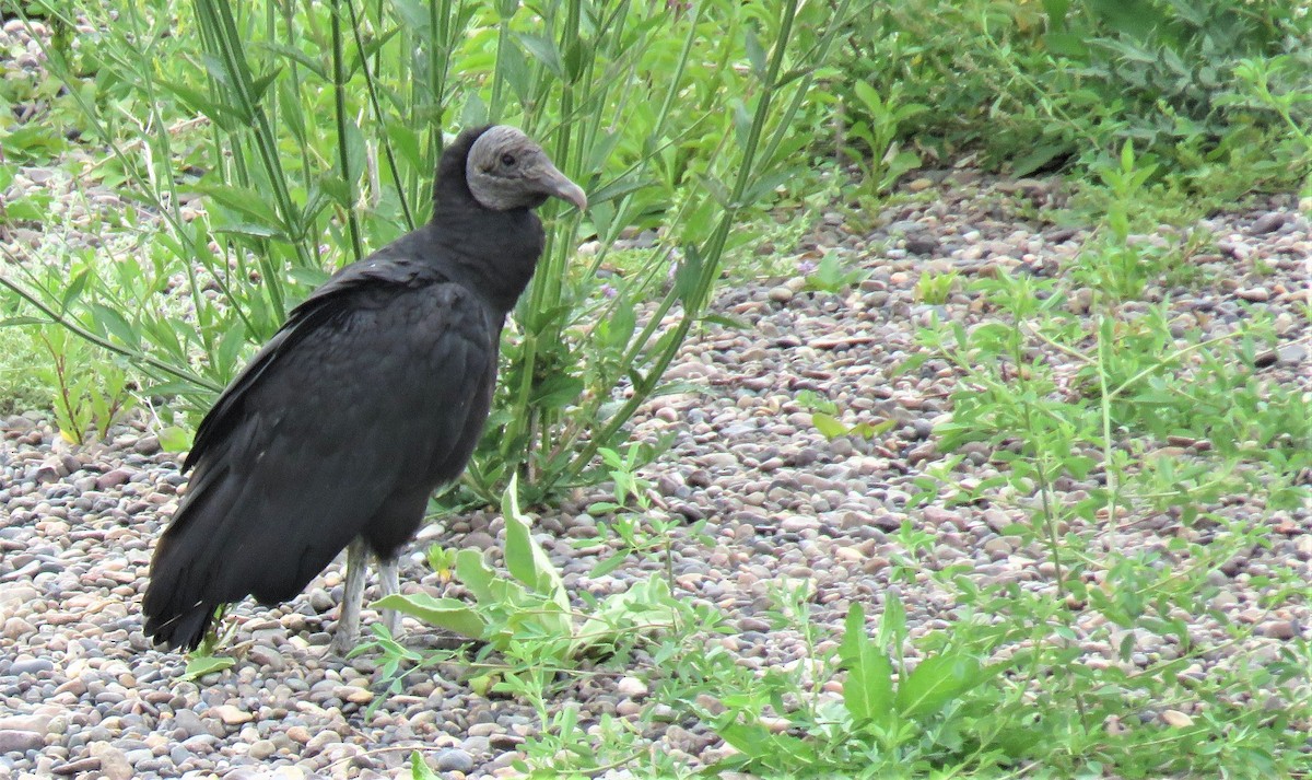 Black Vulture - ML393215461