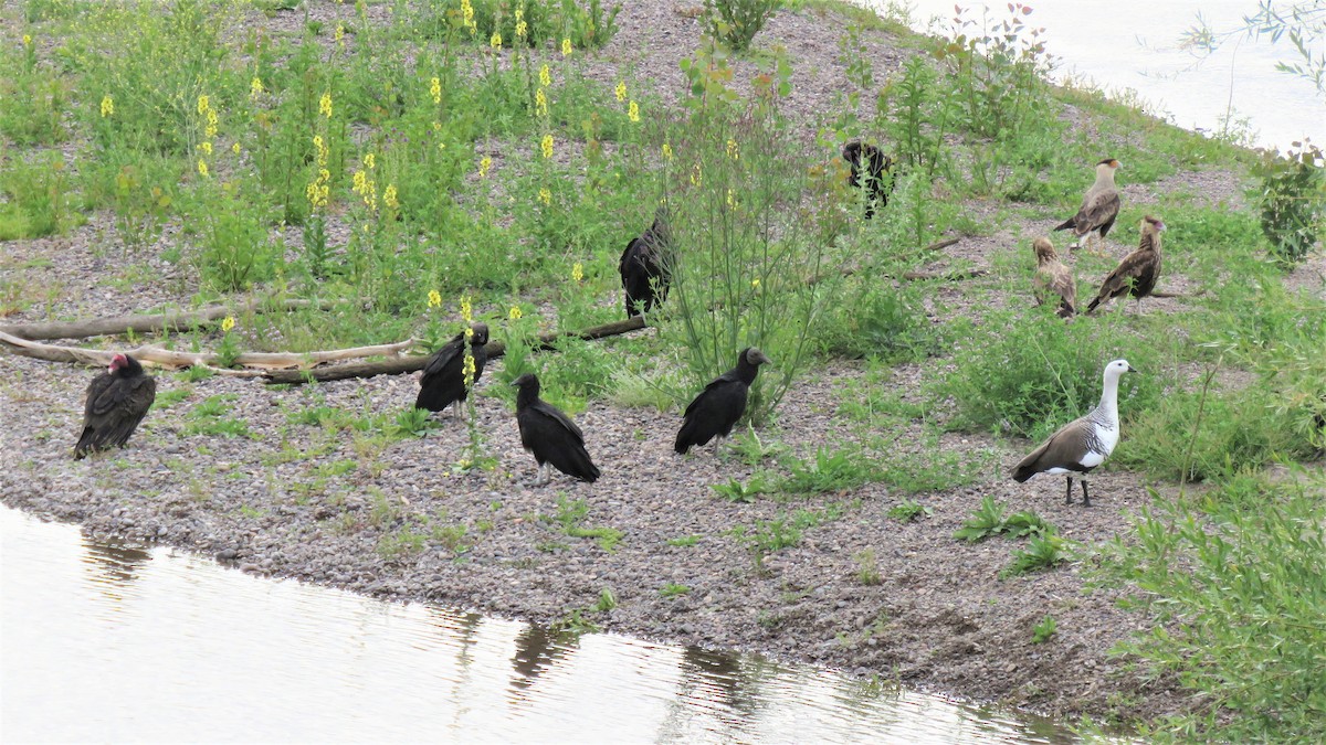 Turkey Vulture - ML393215591